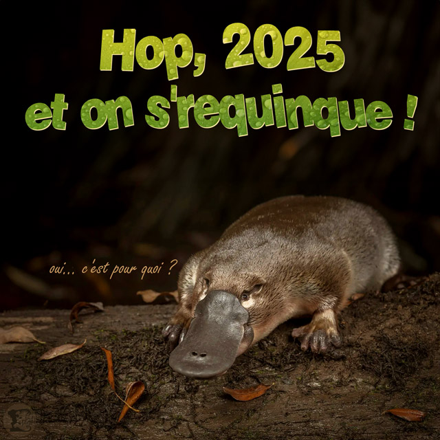 Carte de voeux 2025 : on s'requinque !